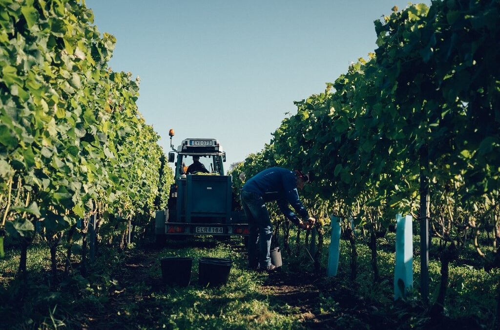 traitement-vigne-maladie-vignoble-suede-scandinavie